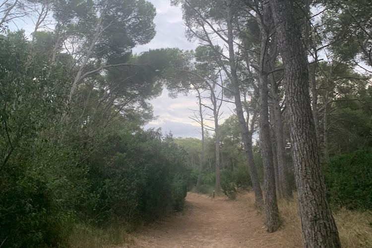 Pinar en Camí de Cavalls